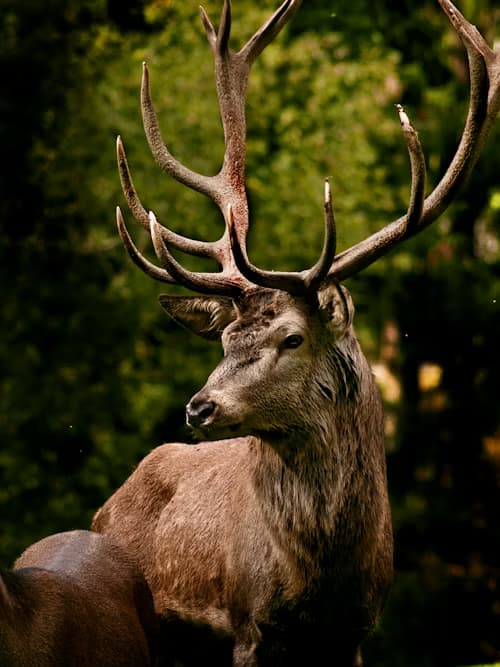 Red deer stag in New Zealand bush